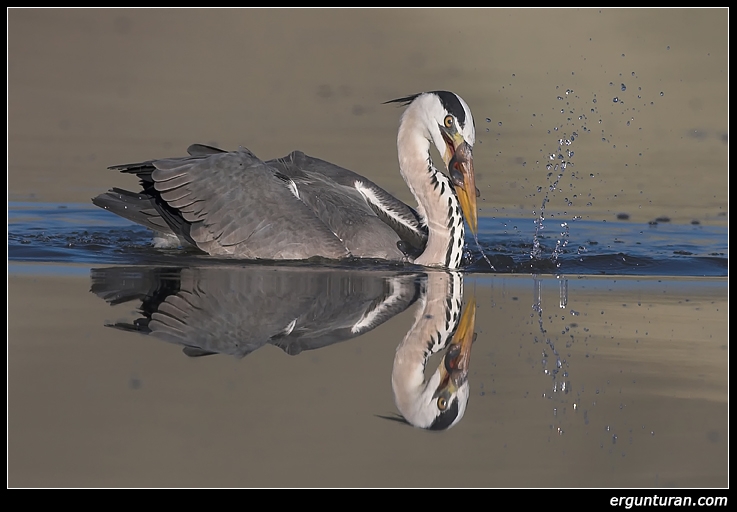 Grey Heron