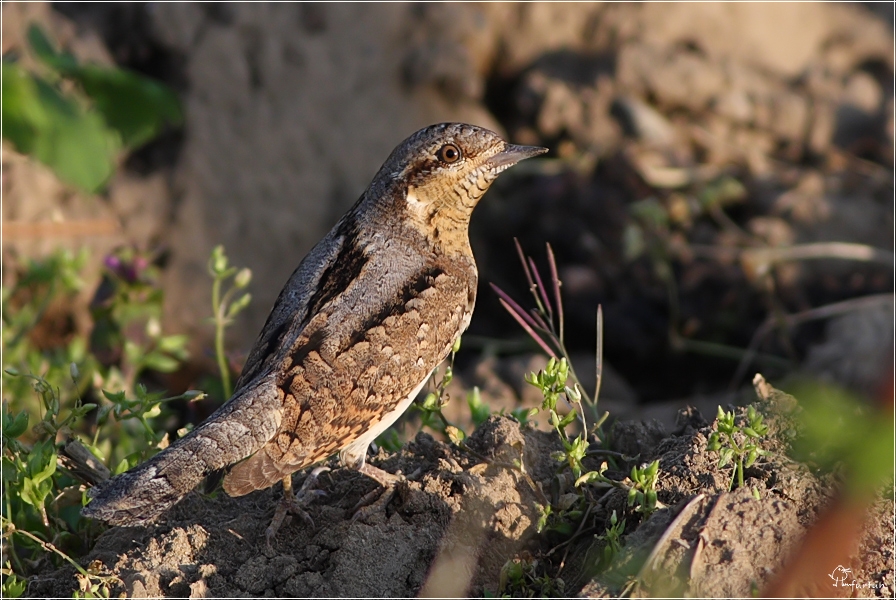 Eurasian Wryneck