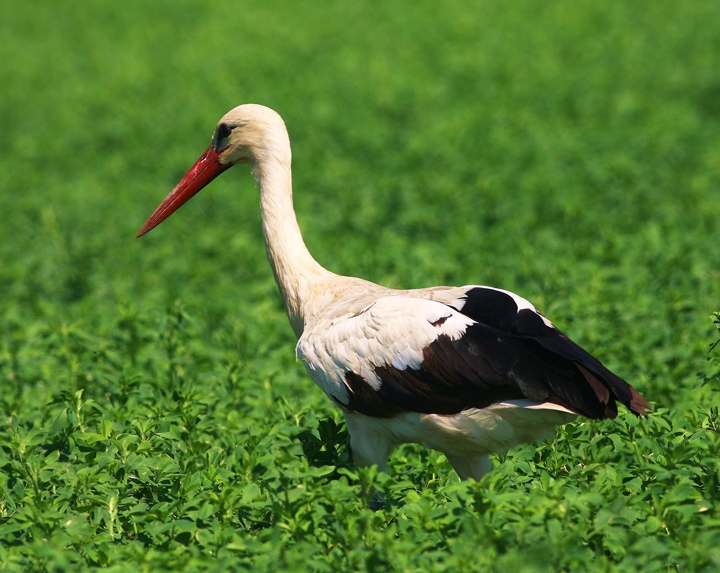 White Stork