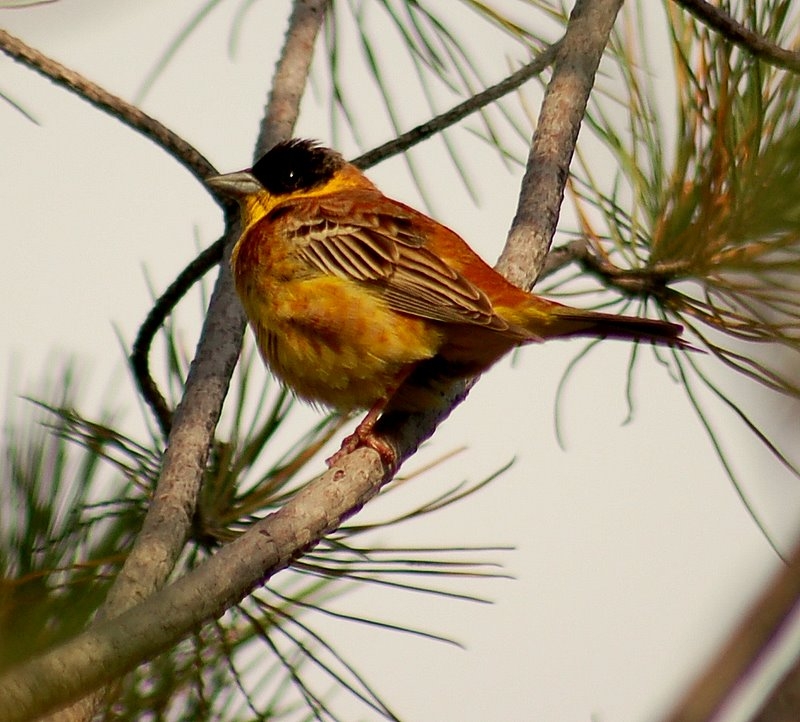 Black-headed Bunting