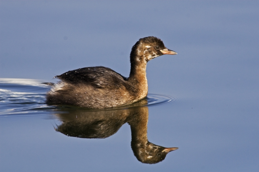 Küçük Batağan