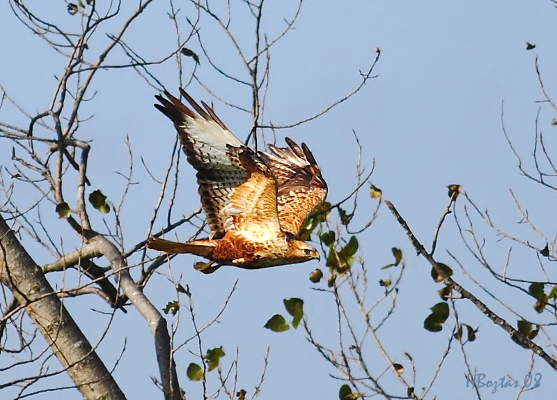 Kızıl Şahin