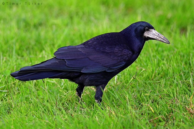 Ekin Kargası