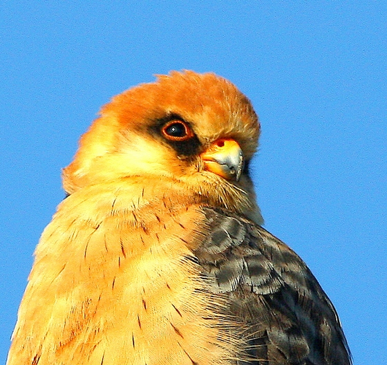 Ala Doğan