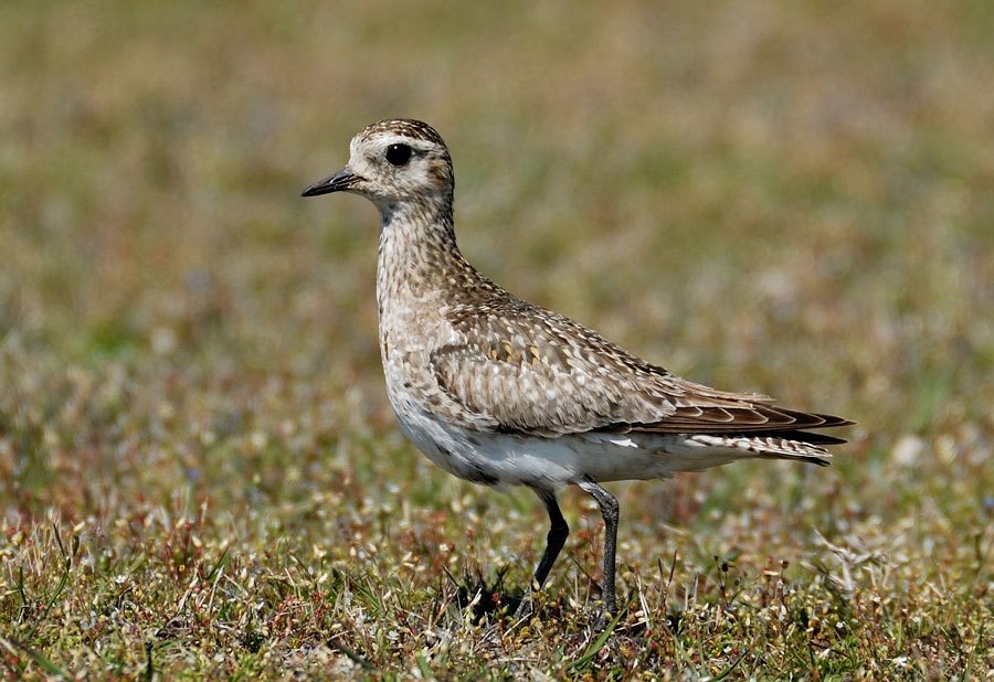 European Golden Plover