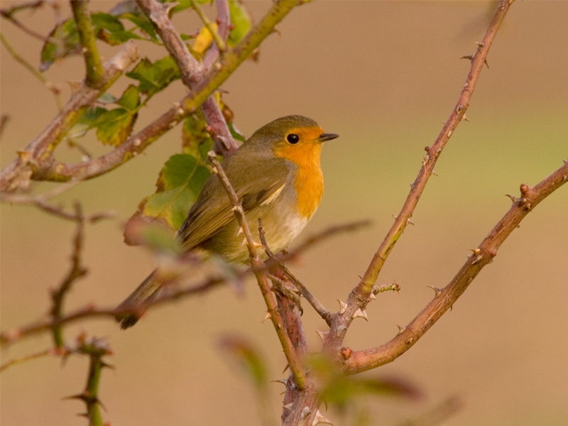 European Robin