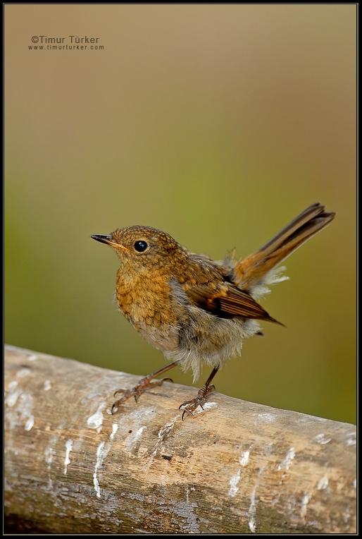 European Robin