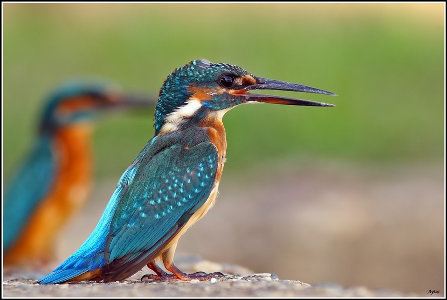 Common Kingfisher
