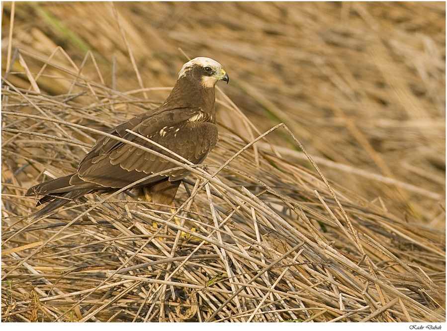 Western Marsh Harrier