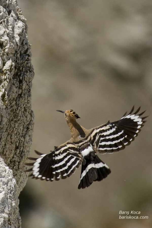 Eurasian Hoopoe