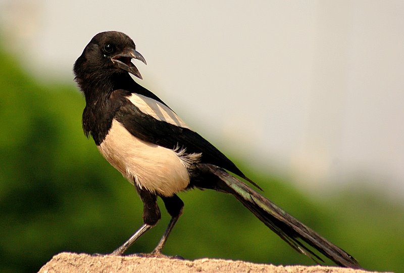 Eurasian Magpie