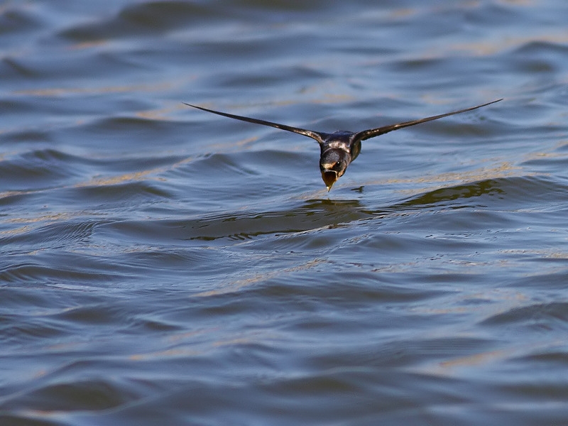 Barn Swallow