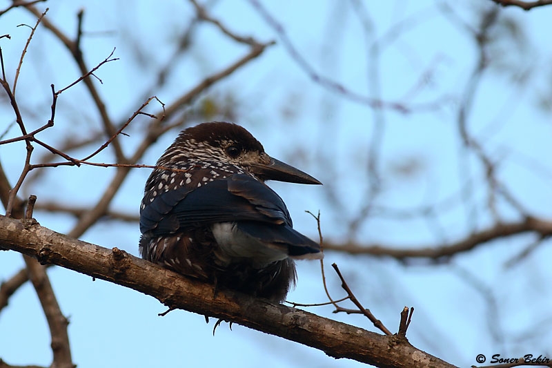 Spotted Nutcracker
