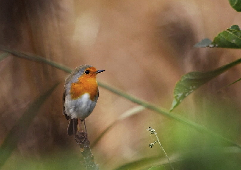 European Robin