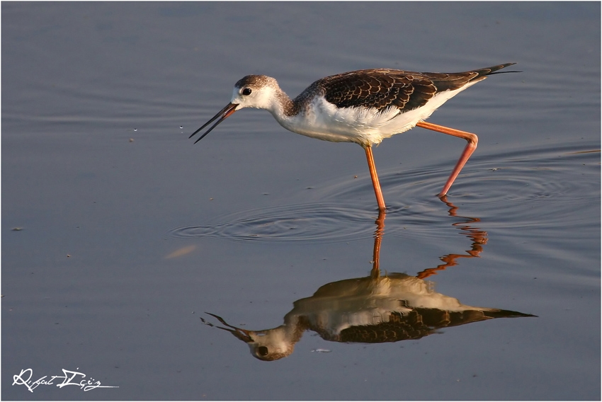 Black-winged Stilt