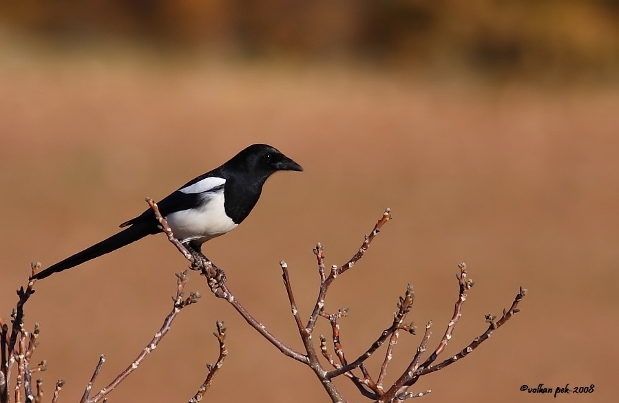 Eurasian Magpie
