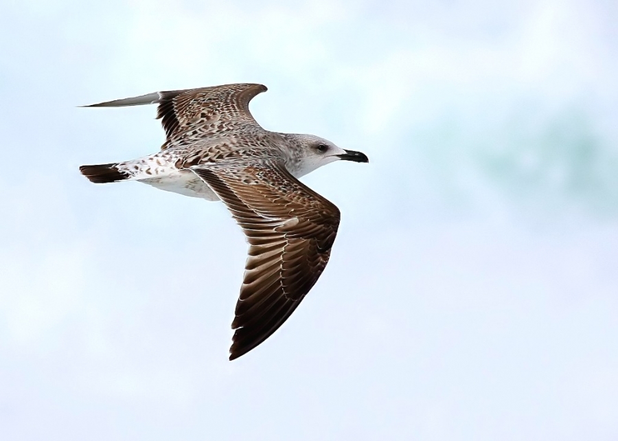 Yellow-legged Gull