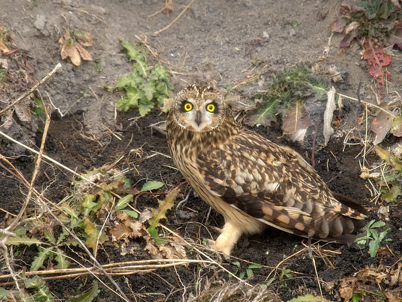 Short-eared Owl