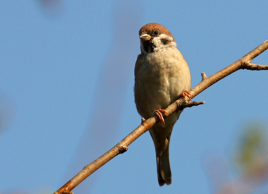 Eurasian Tree Sparrow