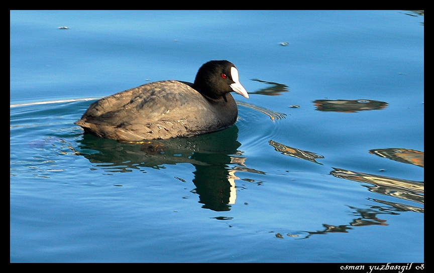 Eurasian Coot