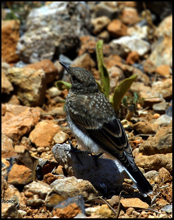 Northern Wheatear
