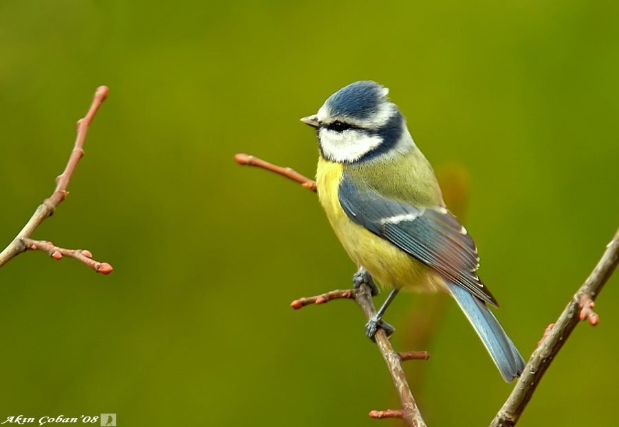 Eurasian Blue Tit