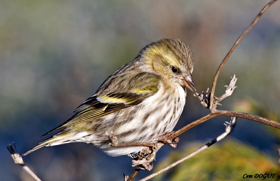 Eurasian Siskin
