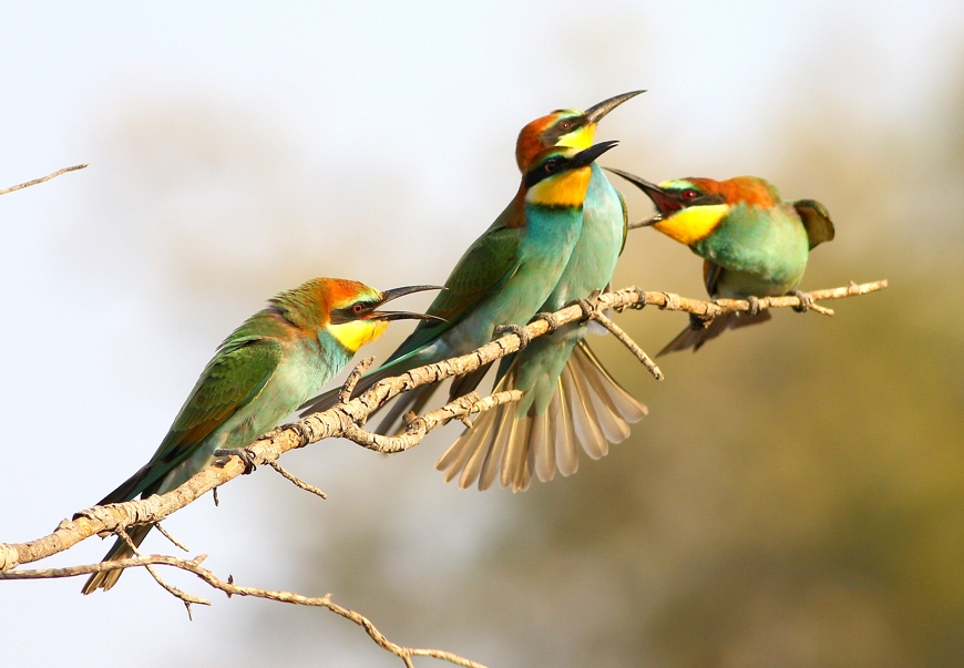 European Bee-eater