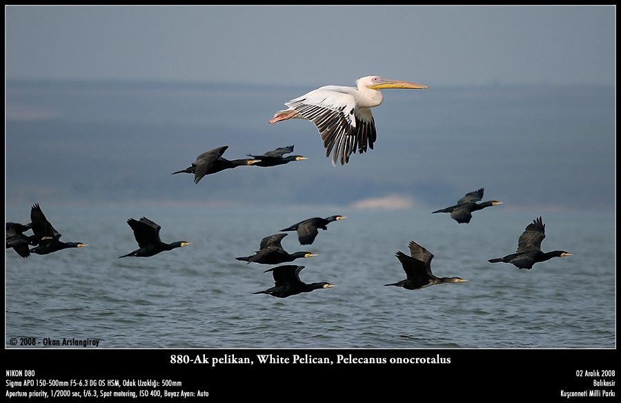 Ak Pelikan