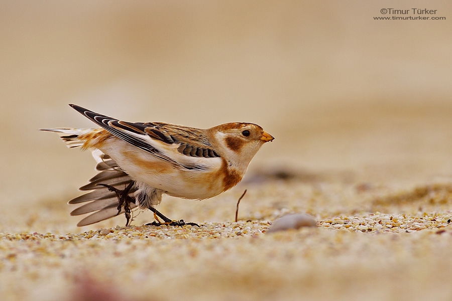 Snow Bunting