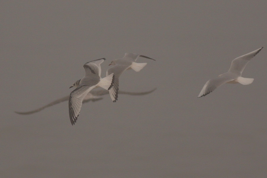 Black-legged Kittiwake