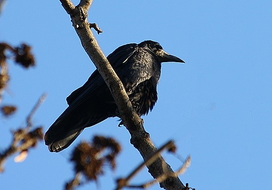 Ekin Kargası