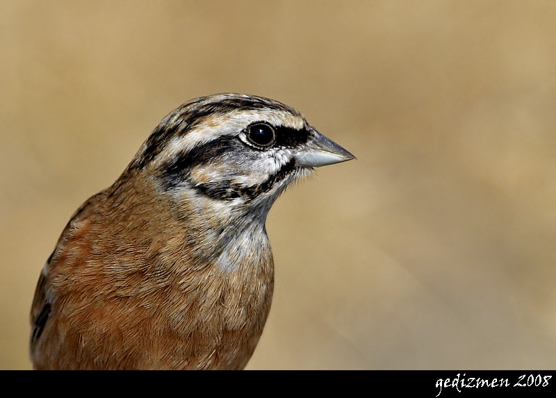 Rock Bunting