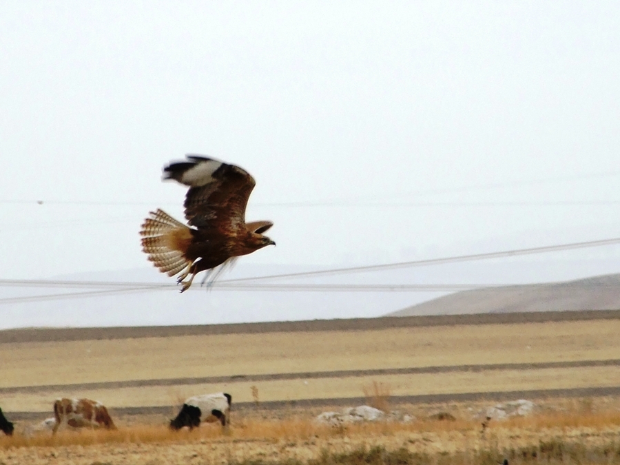 Long-legged Buzzard