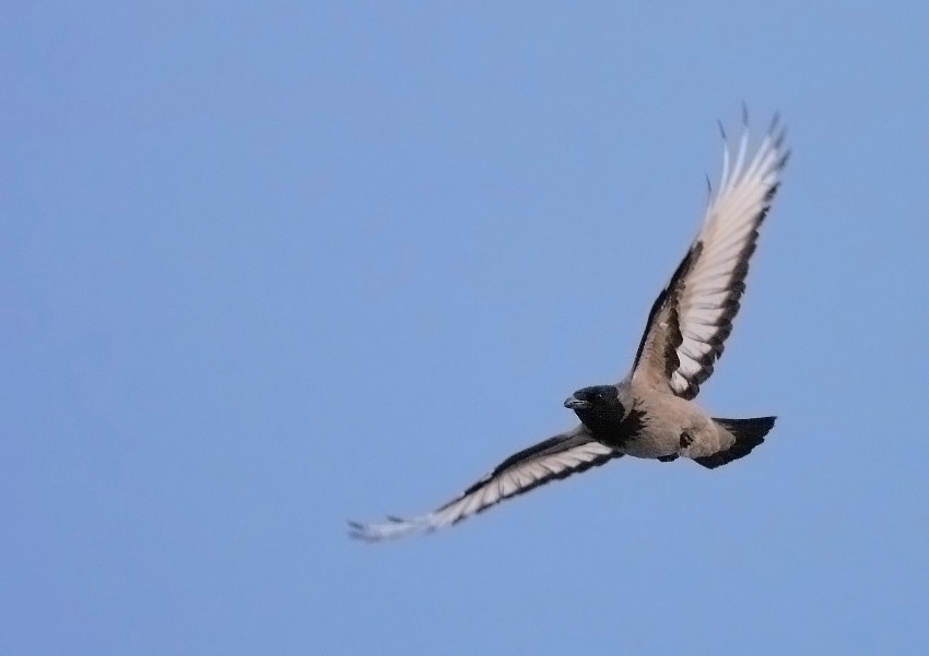 Hooded Crow