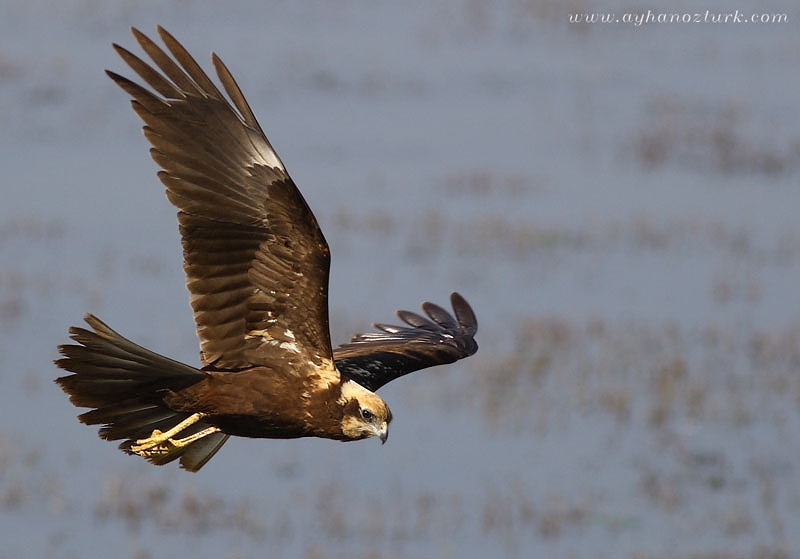 Western Marsh Harrier