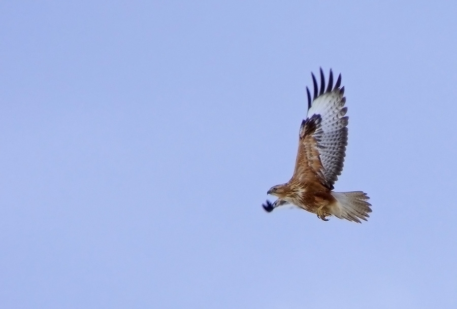 Long-legged Buzzard