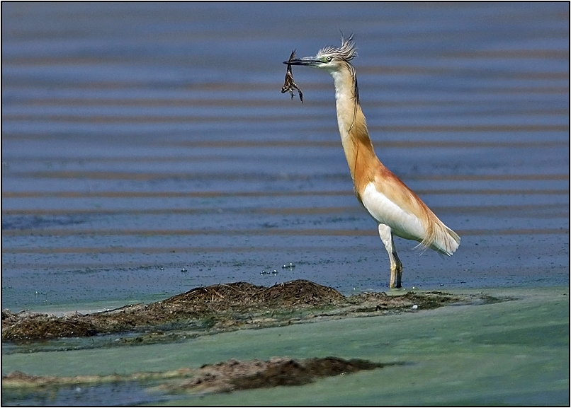 Squacco Heron