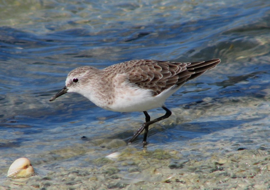 Little Stint