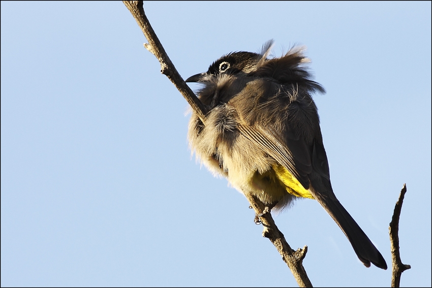 White-spectacled Bulbul