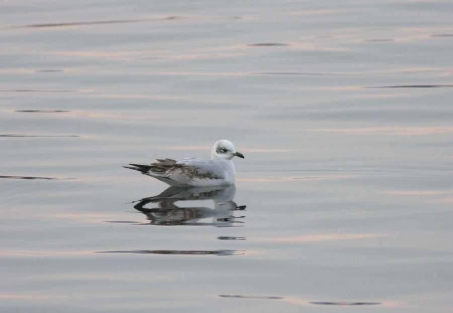 Mediterranean Gull