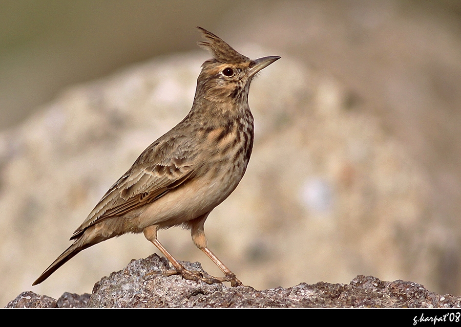Crested Lark