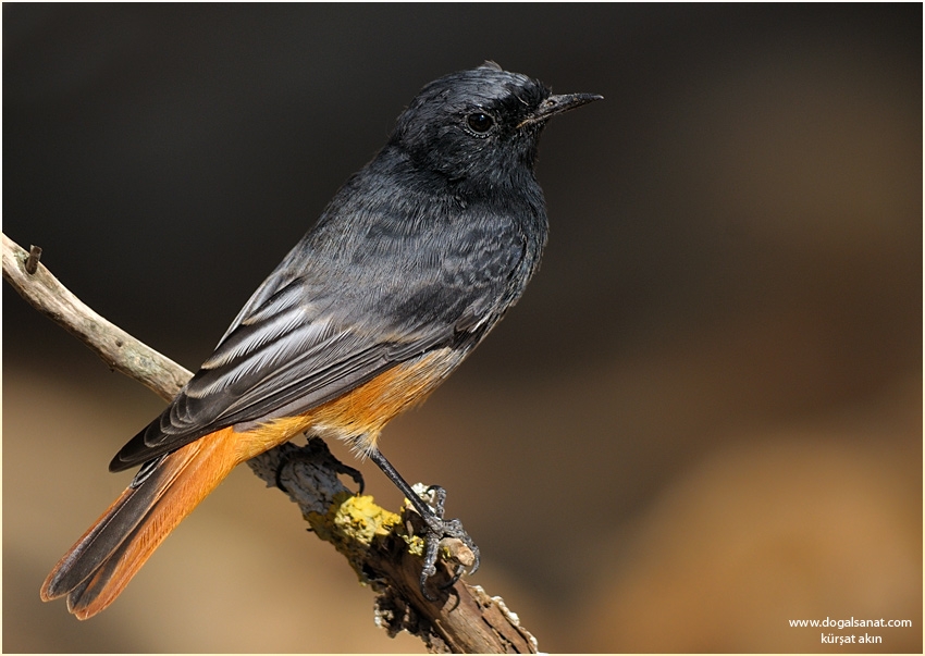 Black Redstart