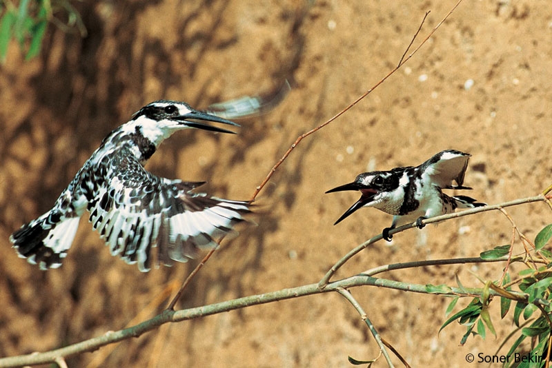 Pied Kingfisher