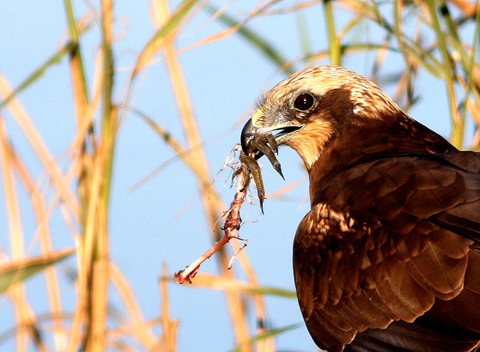 Western Marsh Harrier