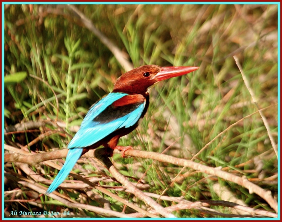 White-throated Kingfisher