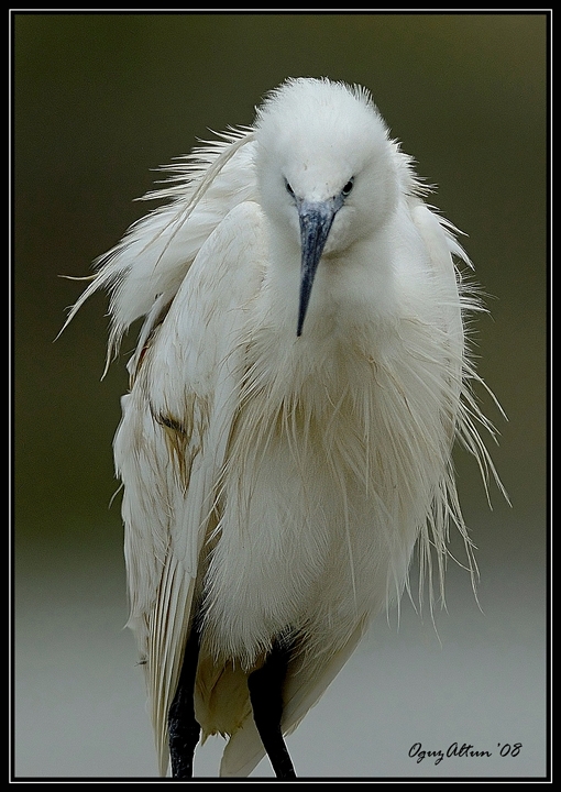 Little Egret
