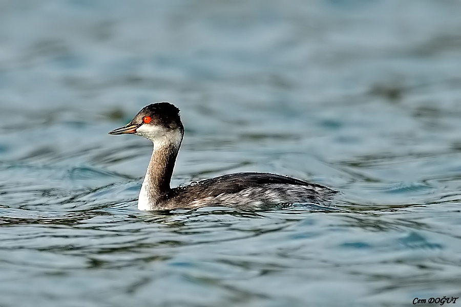 Black-necked Grebe