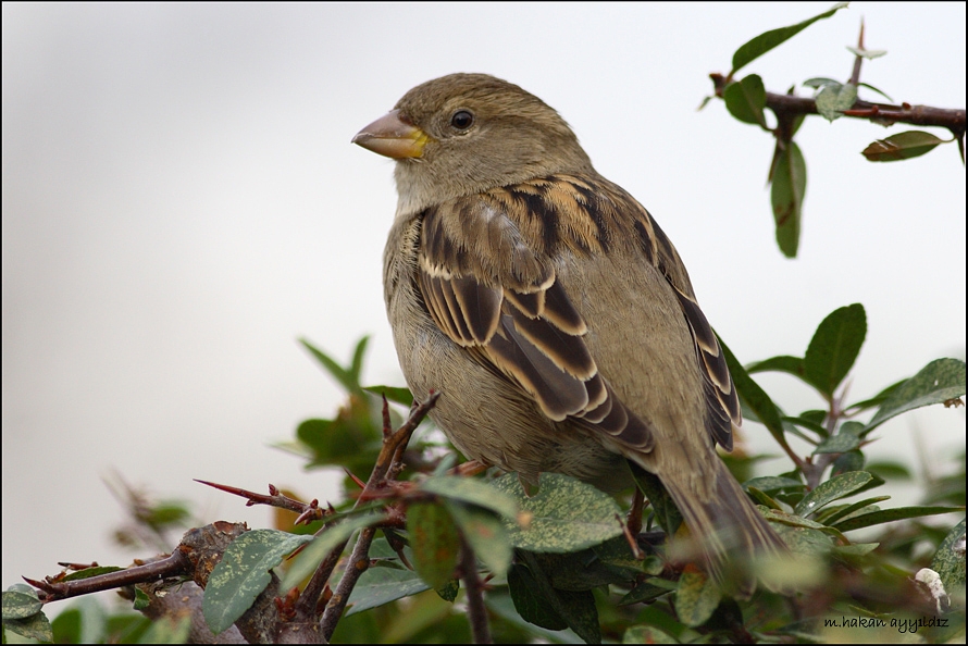 House Sparrow