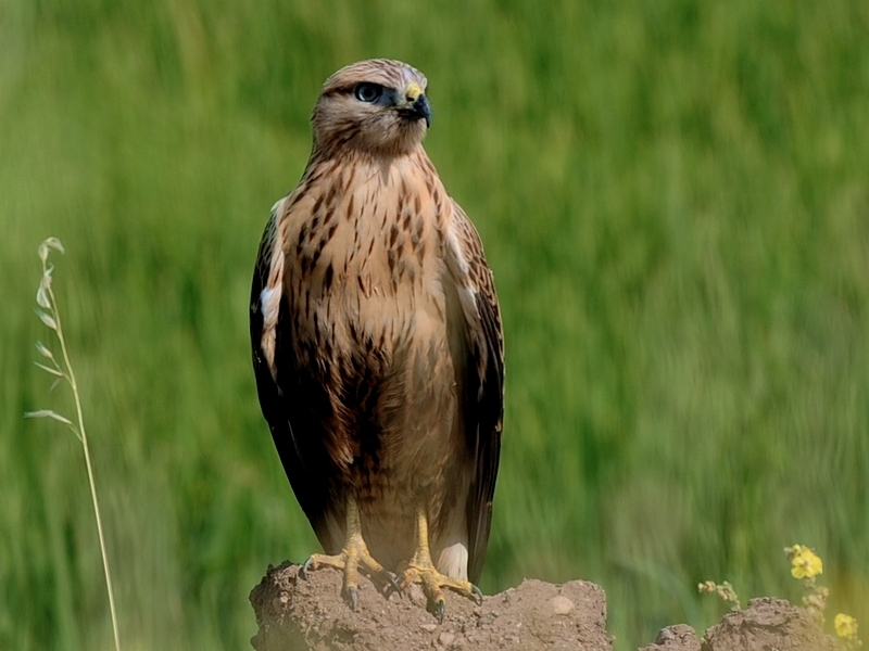 Long-legged Buzzard
